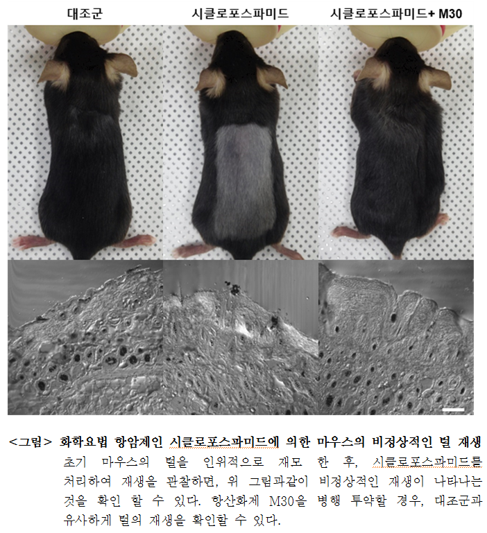 대조군, 시클로포스파미드, 시클로포스 파미드 +M30